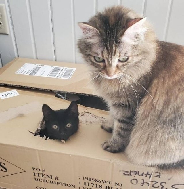 funnycats64_014