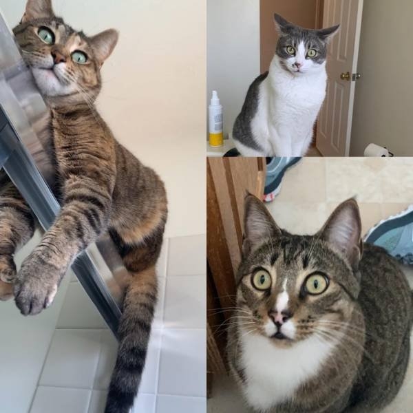 funnycats64_015