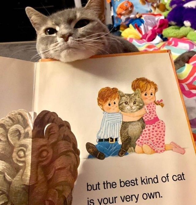 funnycats64_016