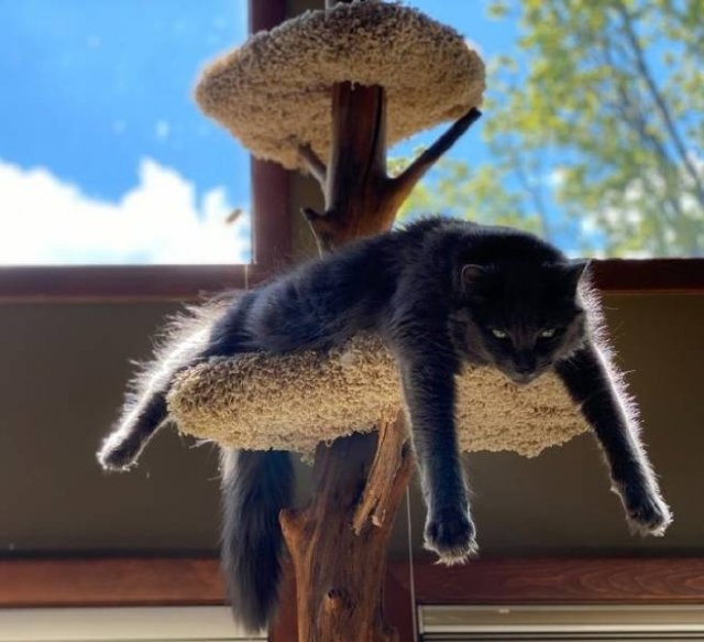 funnycats64_017