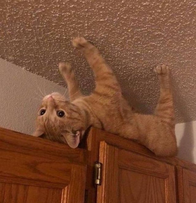 funnycats64_018