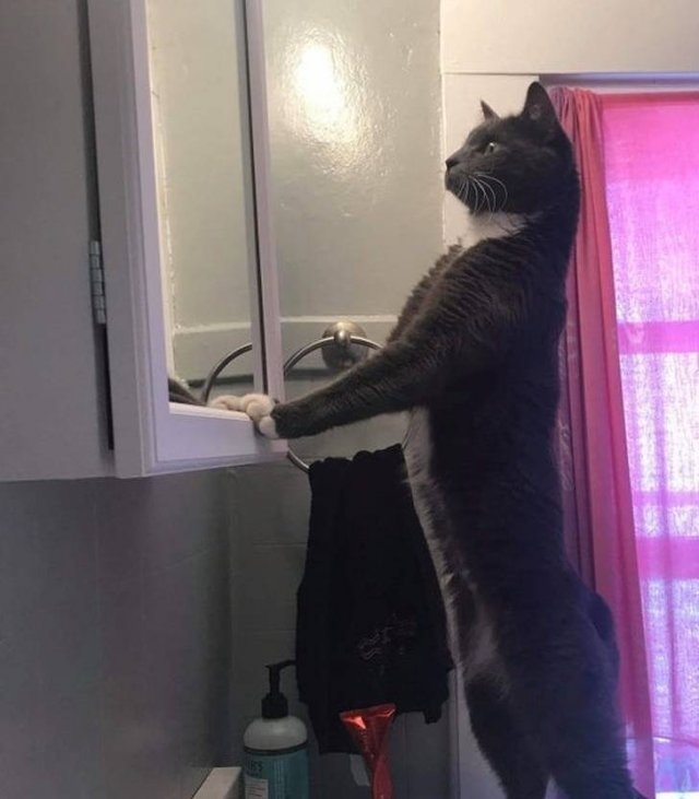 funnycats64_020