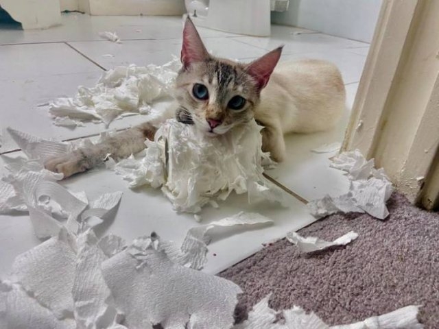 funnycats64_021
