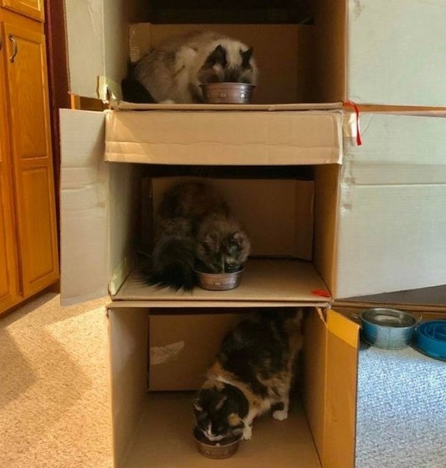 funnycats64_022