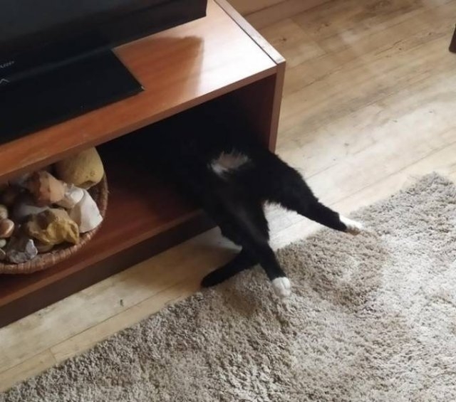 funnycats64_023