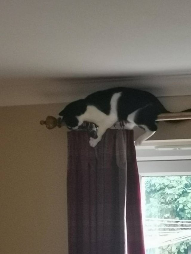 funnycats64_024