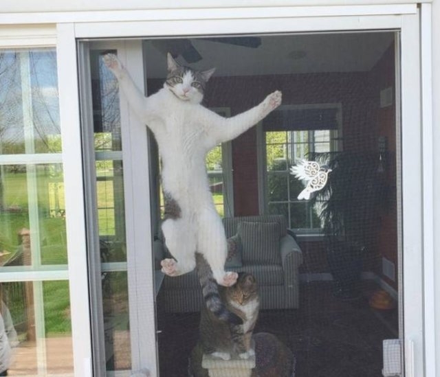 funnycats64_025