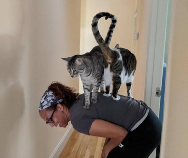 funnycats64_026
