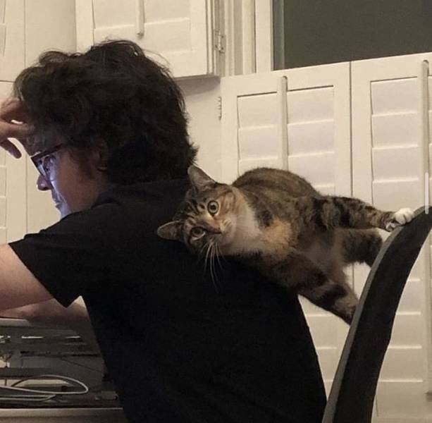 funnycats64_027