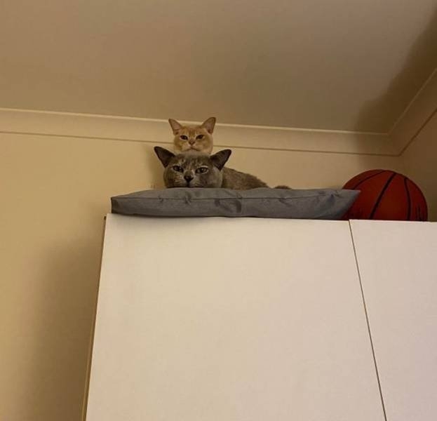 funnycats64_028