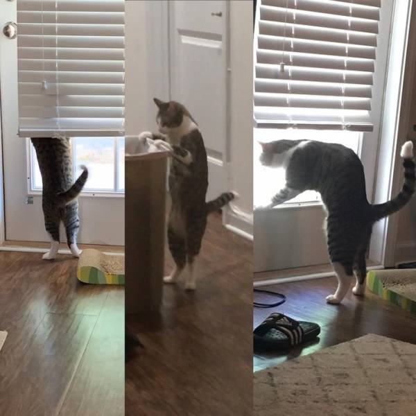 funnycats64_029