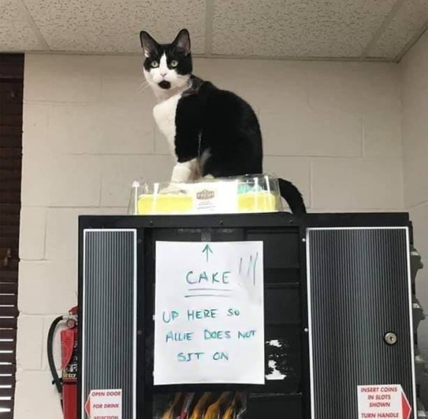 funnycats64_030