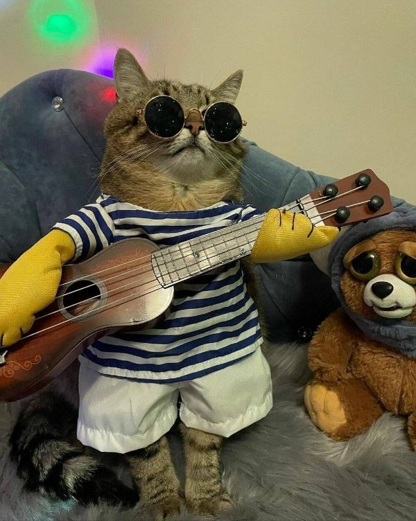 funnycats64_031