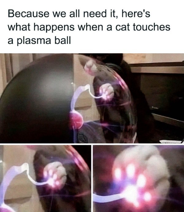 funnycats64_032