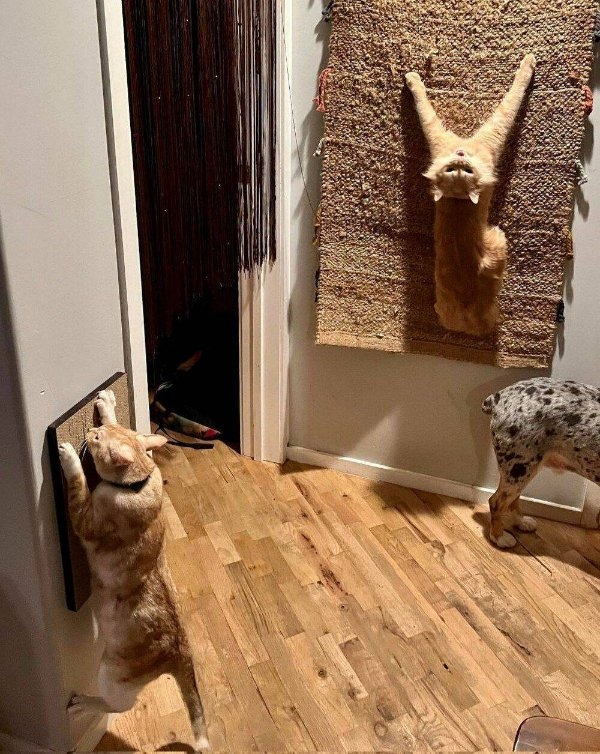 funnycats64_034