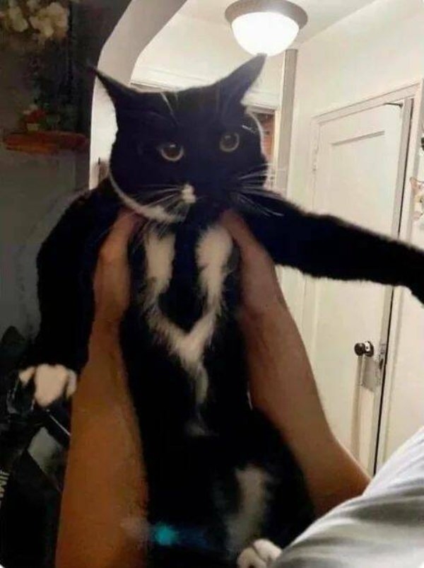 funnycats64_035