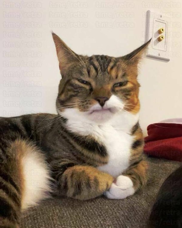 funnycats64_036