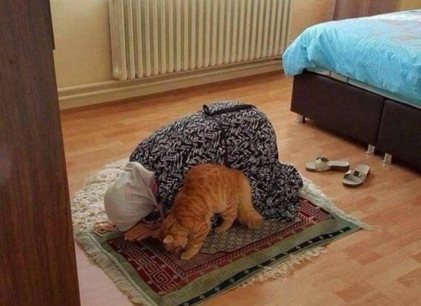 funnycats64_037