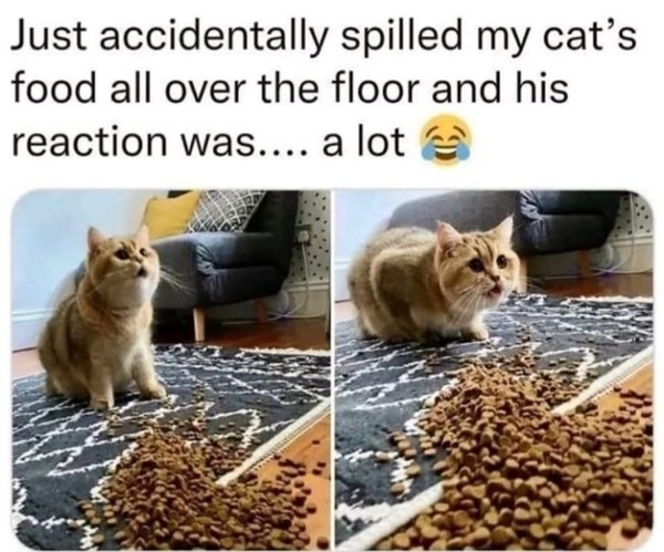 funnycats64_038