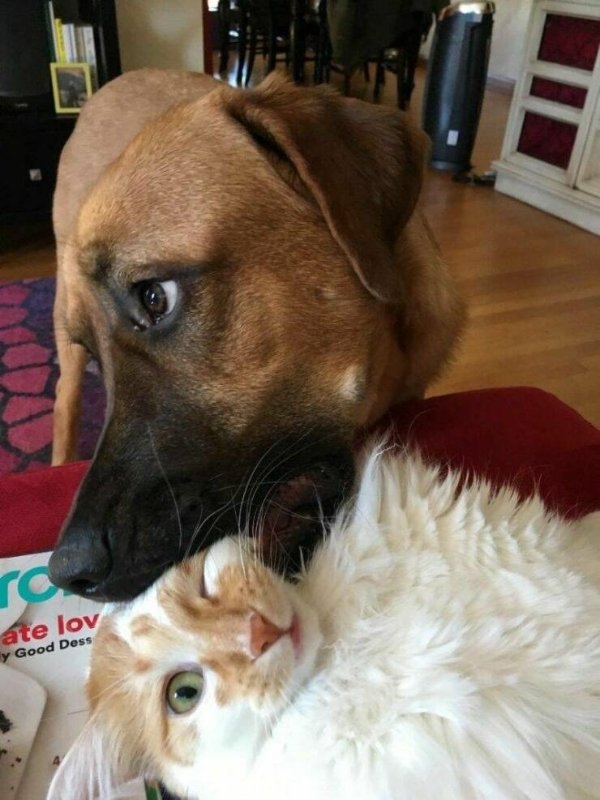 funnycats64_039