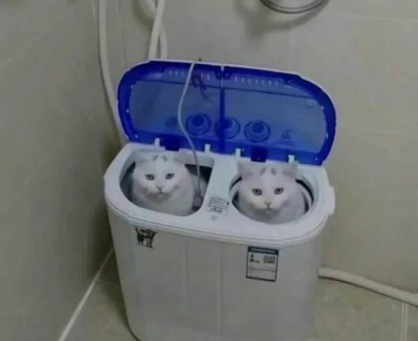 funnycats64_040