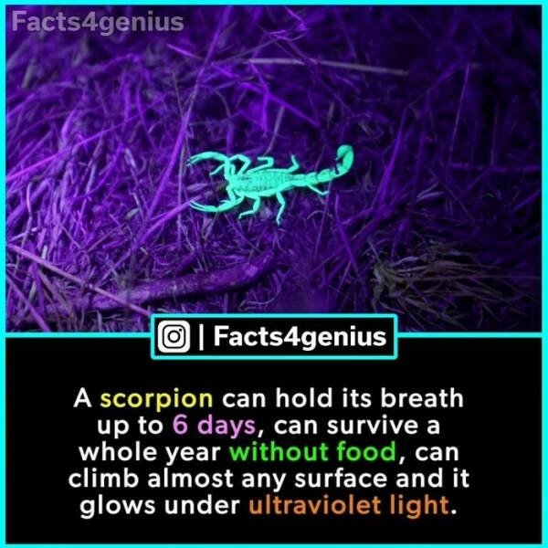 interestingfacts93_009