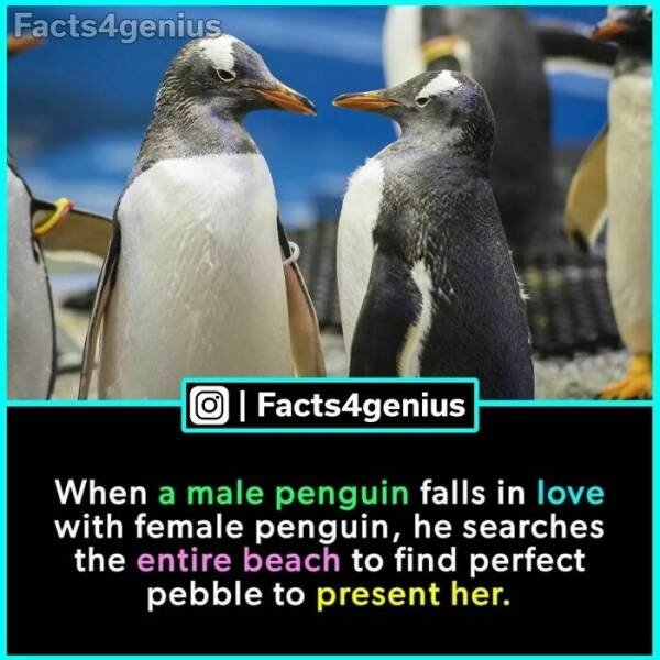 interestingfacts93_015