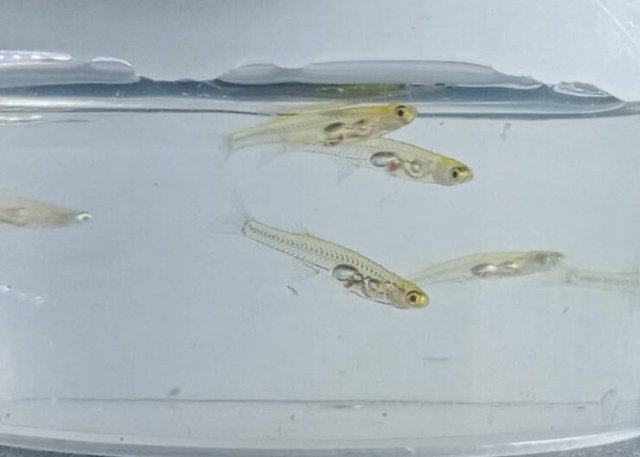 interestingfacts94_015