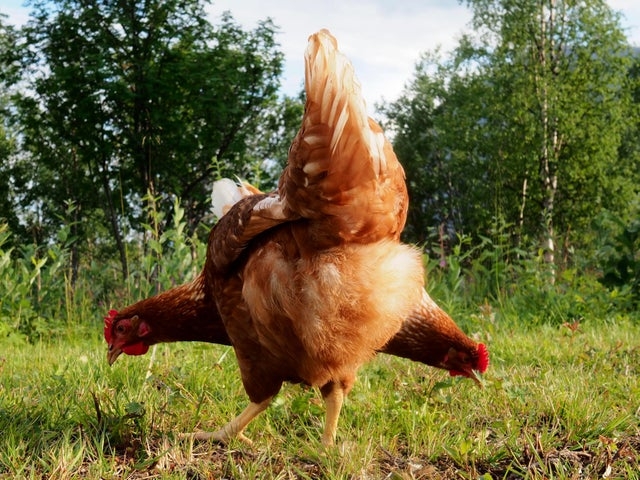 opticalillusions10_003