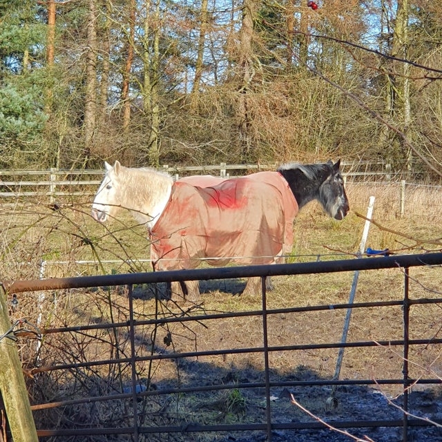 opticalillusions10_007