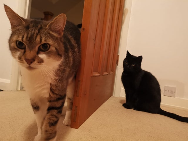 opticalillusions10_014