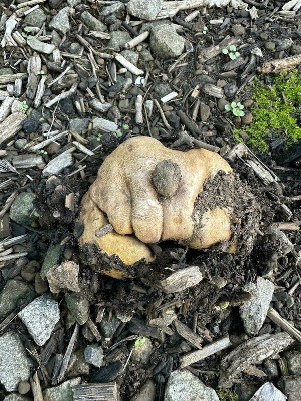 opticalillusions10_034