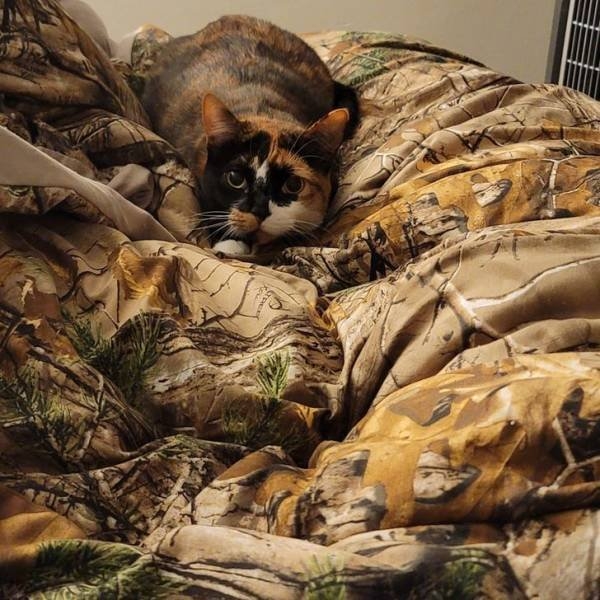 camouflage4_014