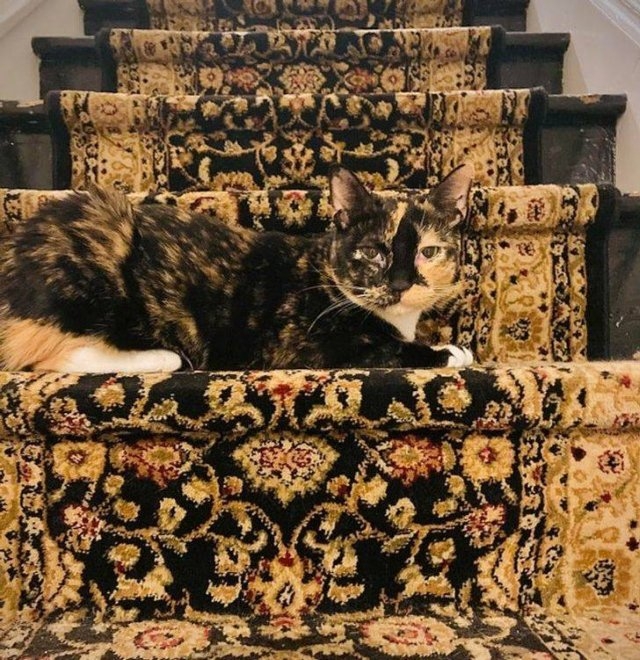camouflage4_015