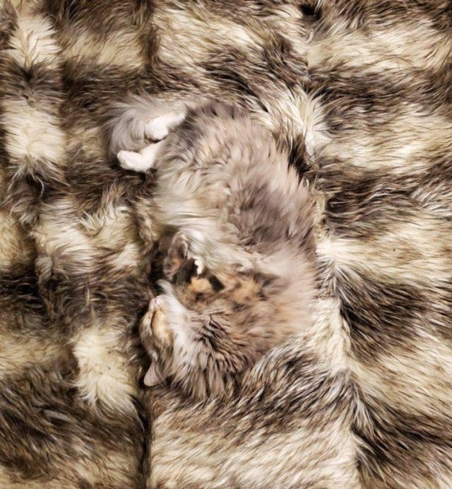 camouflage4_019