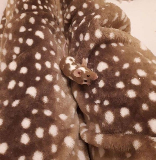 camouflage4_024