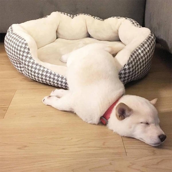 dogs54_002