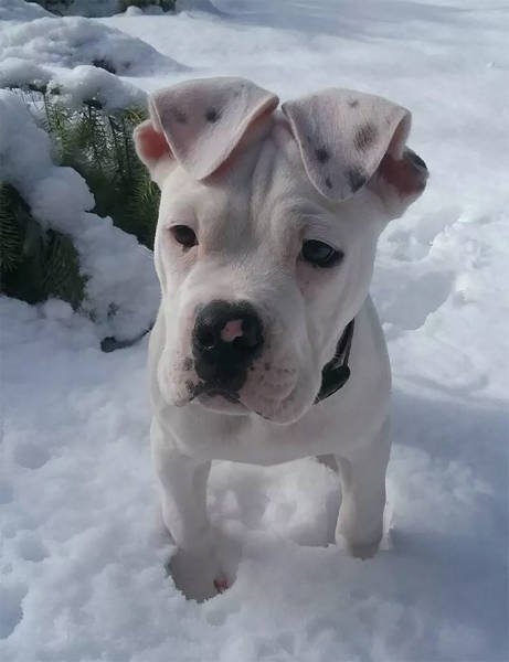 dogs54_003