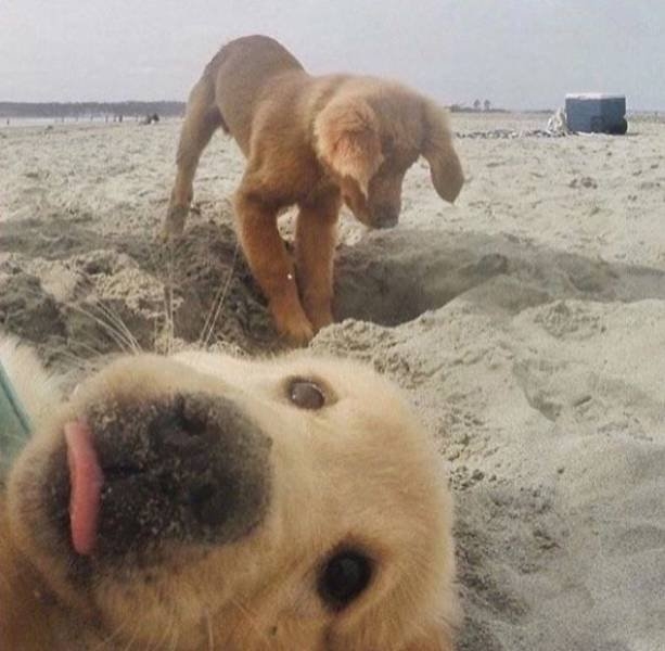 dogs54_006