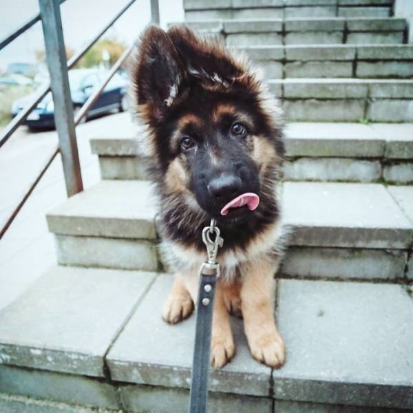 dogs54_008