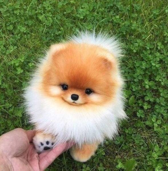 dogs54_009