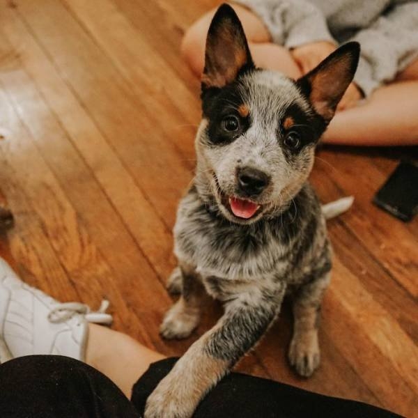 dogs54_011