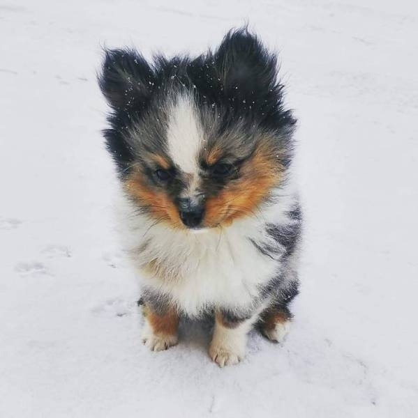 dogs54_013