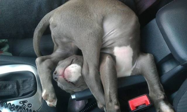 dogs54_015