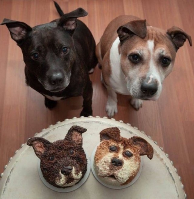 dogs54_016