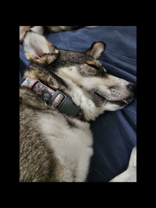 dogs54_018