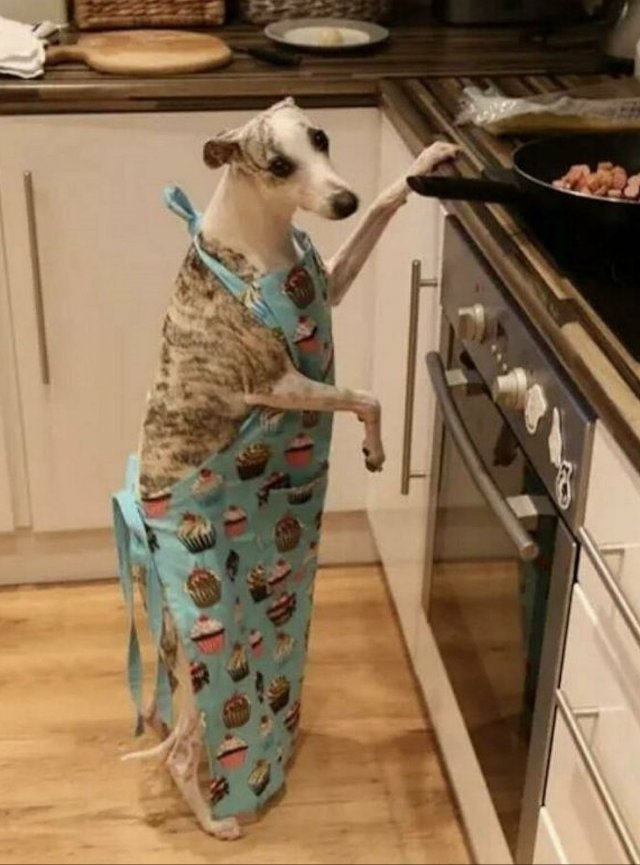 dogs54_019
