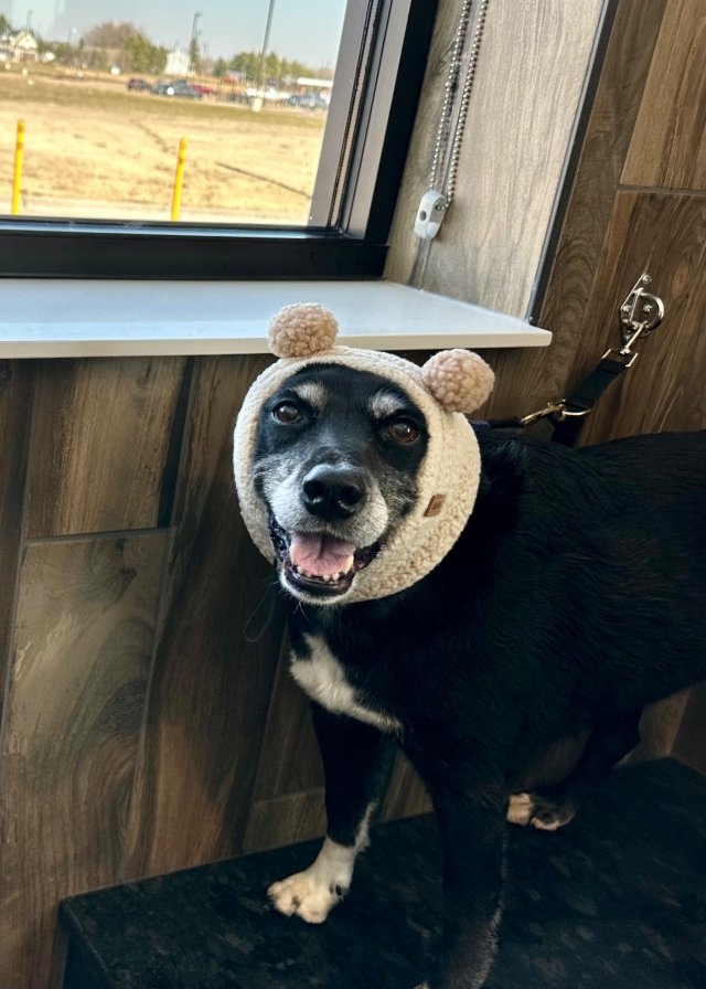 dogs54_020