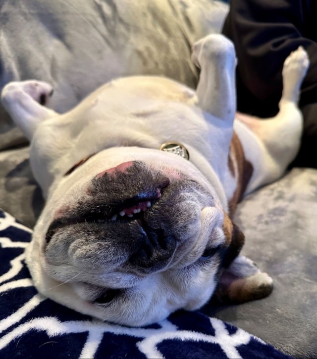 dogs54_021