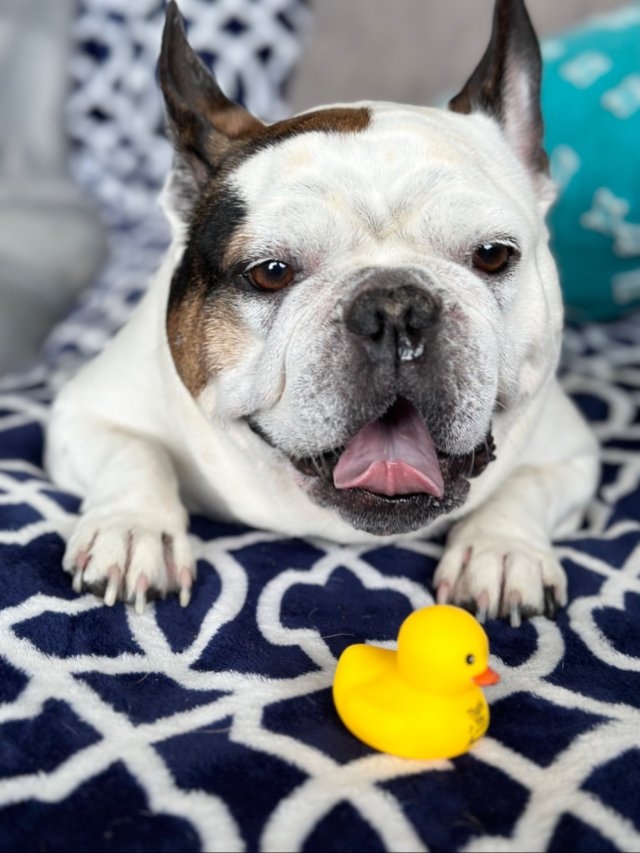 dogs54_022